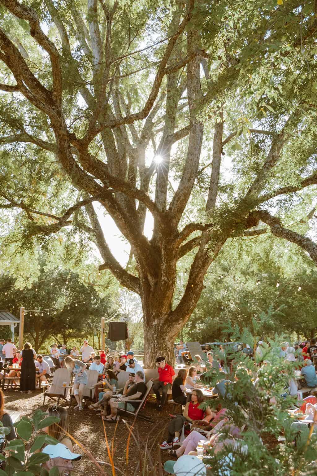 The big oak over the Woodstock beer garden